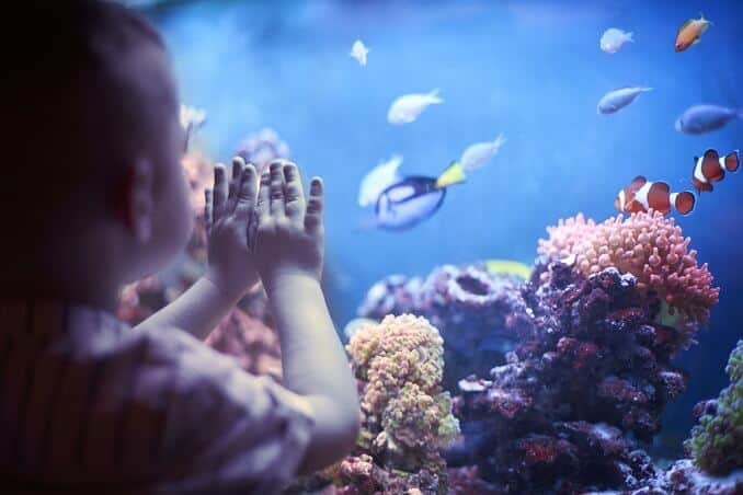 Ragazzino nell'acquario