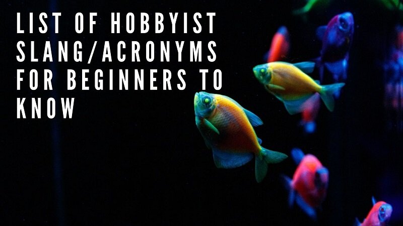 elenco di slang_acronimi hobbisti per i principianti da conoscere