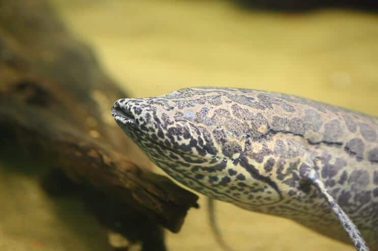 Lungfish africano