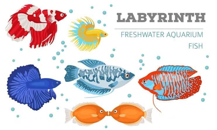 Pesce labirinto