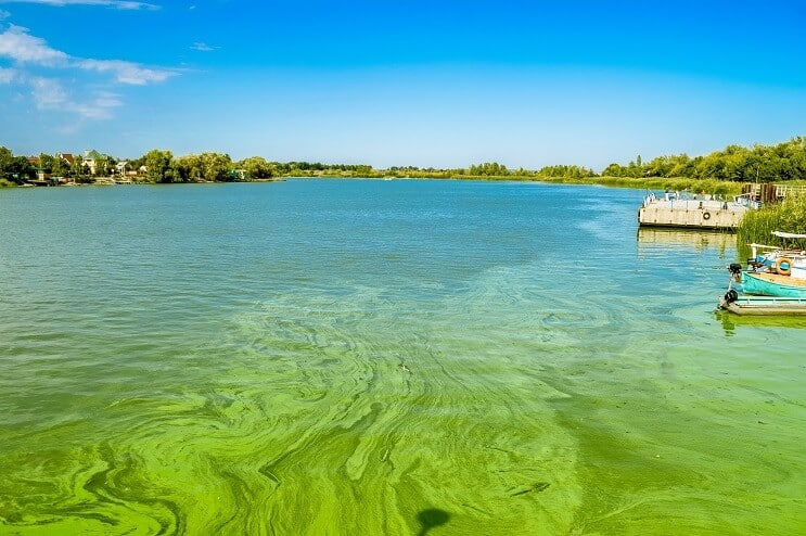 Fioritura di alghe nel fiume