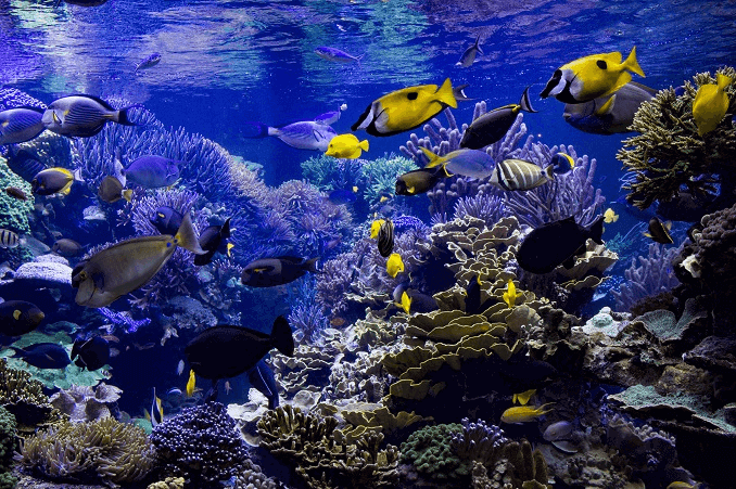 Acquario