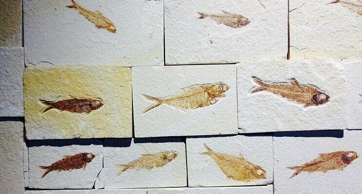 Fossili di pesce
