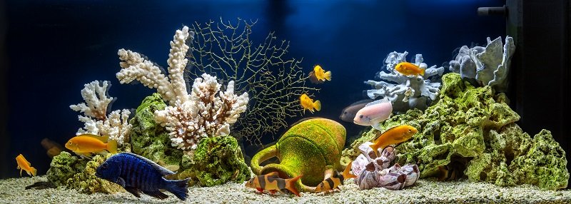 Il miglior pesce per i principianti