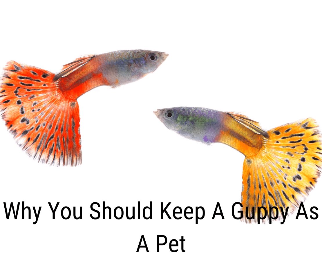 Perché dovresti tenere un guppy come animale domestico