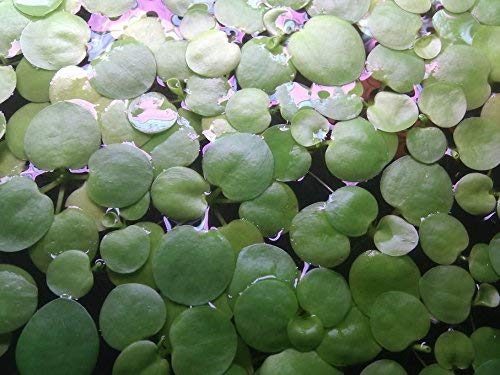 SoShrimp 20+ Plants Amazon Frogbit - Pianta galleggiante acquario d'acqua dolce viva