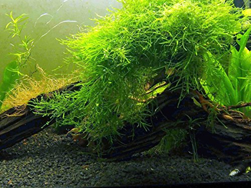 Aquatic Arts Java Moss (grande porzione da 25 pollici quadrati) Piante acquatiche d'acqua dolce | Java Moss Live Plant per acquario | Piante d'acquario vive | Si accoppia bene con le palline di muschio Marimo nell'acquario piantato