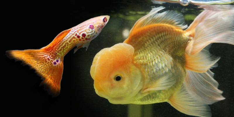 i guppy possono mangiare cibo per pesci rossi?