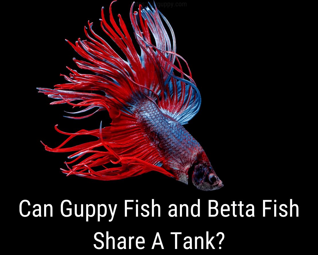 I pesci Guppy e Betta possono condividere un acquario?