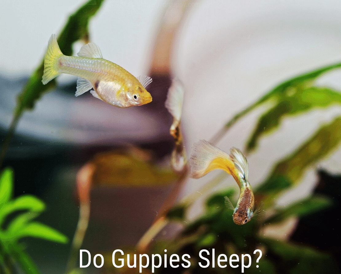I Guppy dormono?