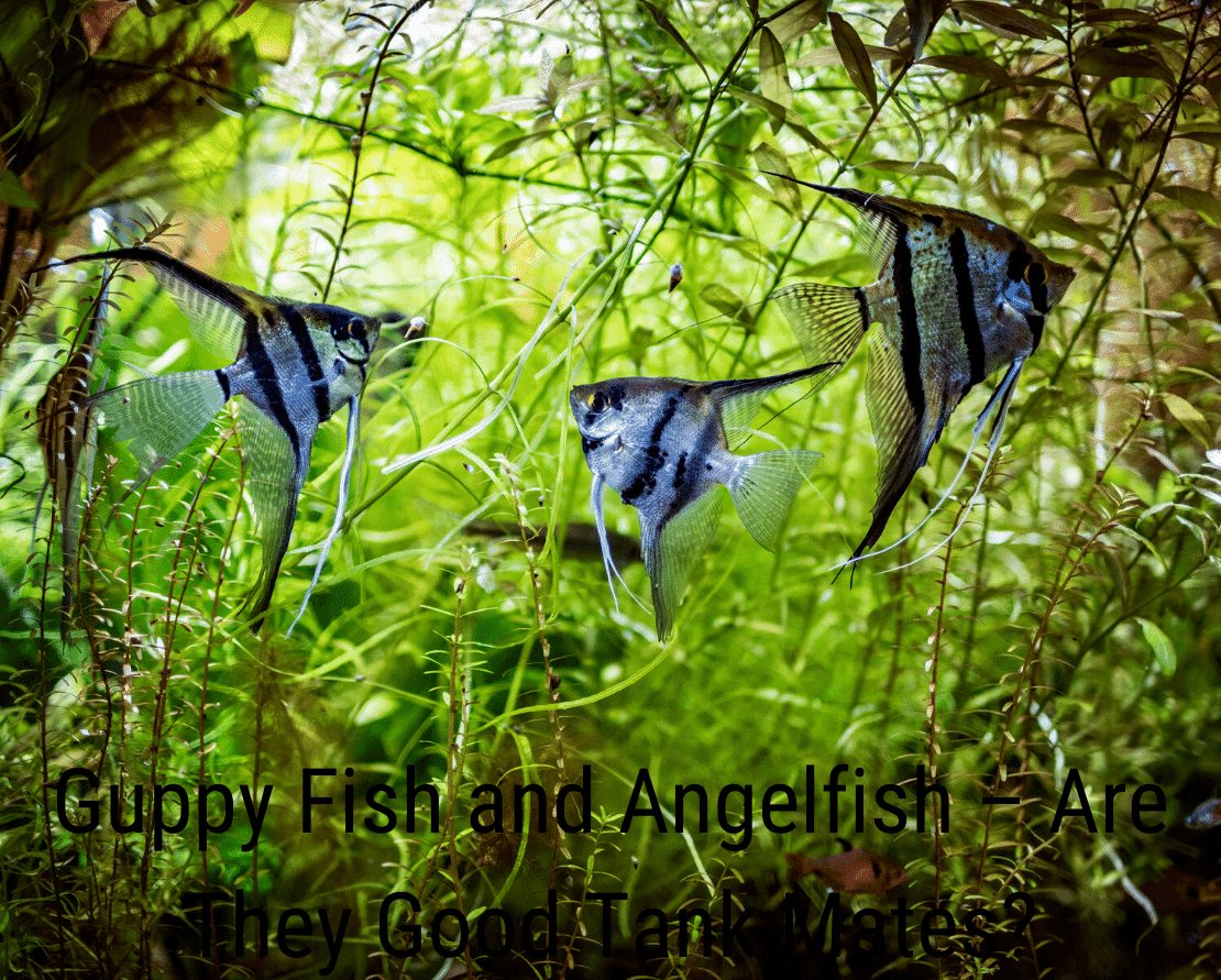 Guppy Fish e Angelfish: sono buoni compagni di vasca?