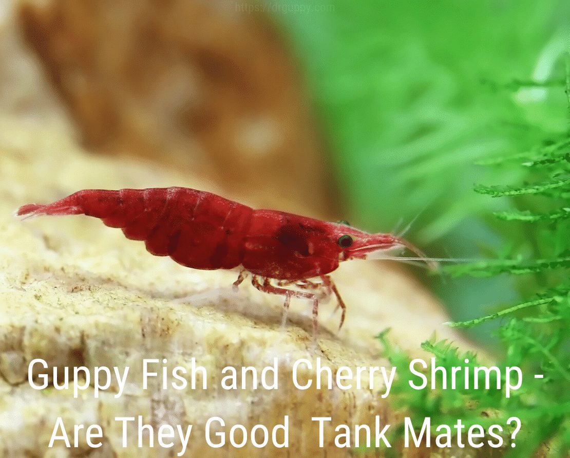 Guppy Fish e Cherry Shrimp - Sono buoni compagni di vasca?