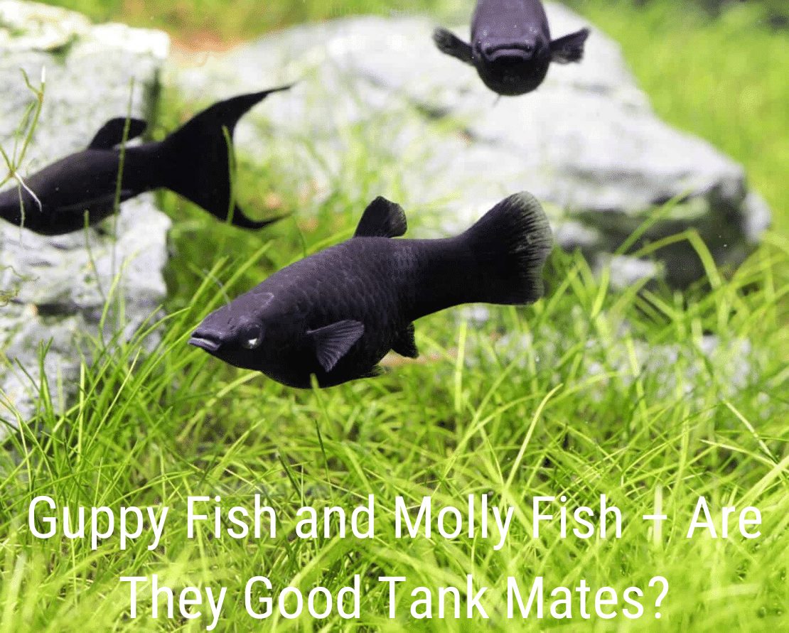 Guppy Fish e Molly Fish: sono buoni compagni di vasca?