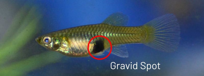Punto gravido guppy femminile.