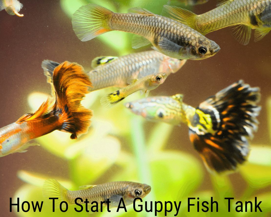 Come avviare un acquario Guppy?