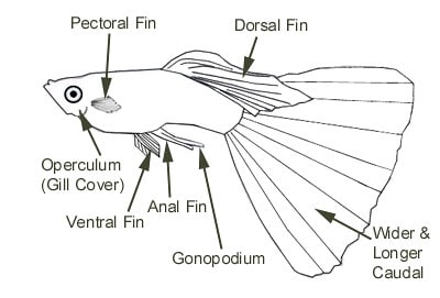 Guppy maschio adulto - Parti