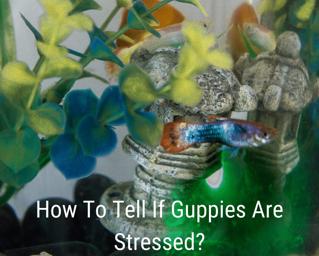 Come capire se i guppy sono stressati