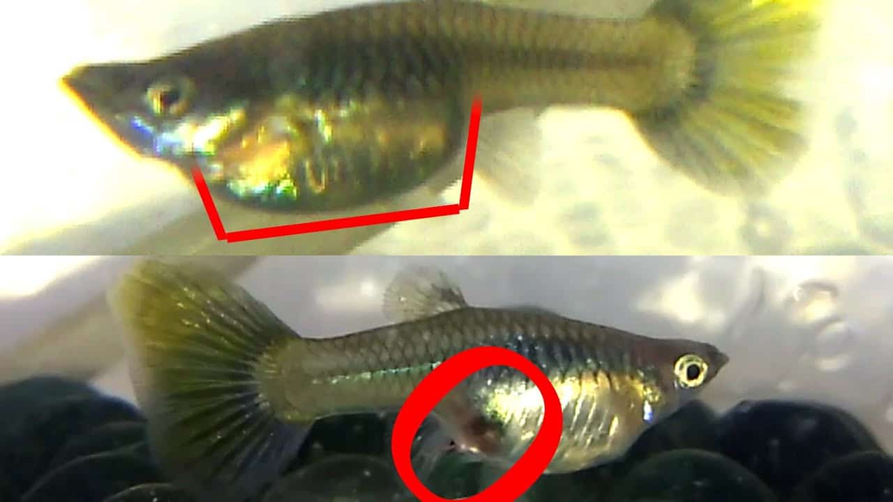 Come sapere se guppy è incinta