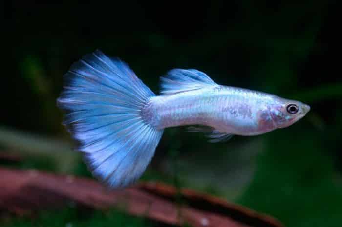 Neon Blue Guppy.