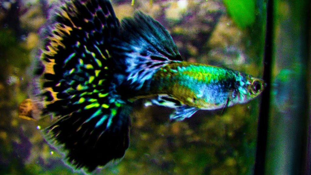 Half-moon Green Guppy.