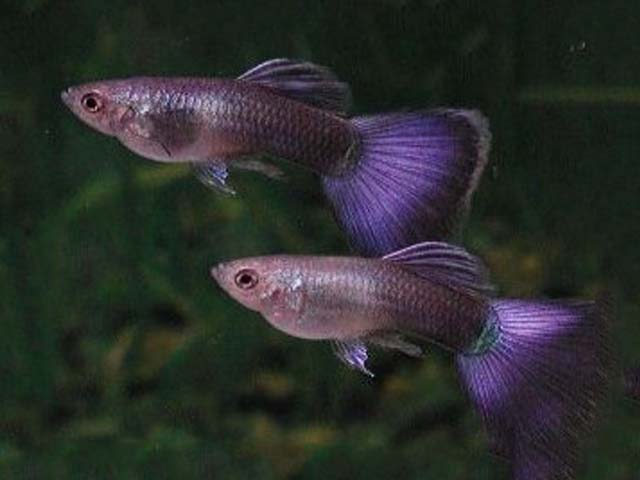 Guppy viola.