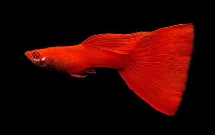 Guppy Albino Rosso Completo.