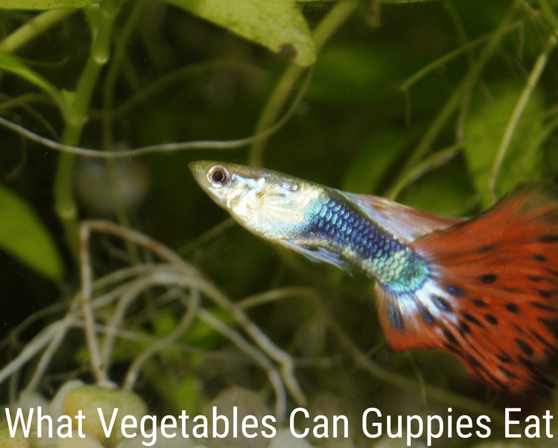 Quali verdure possono mangiare i guppy