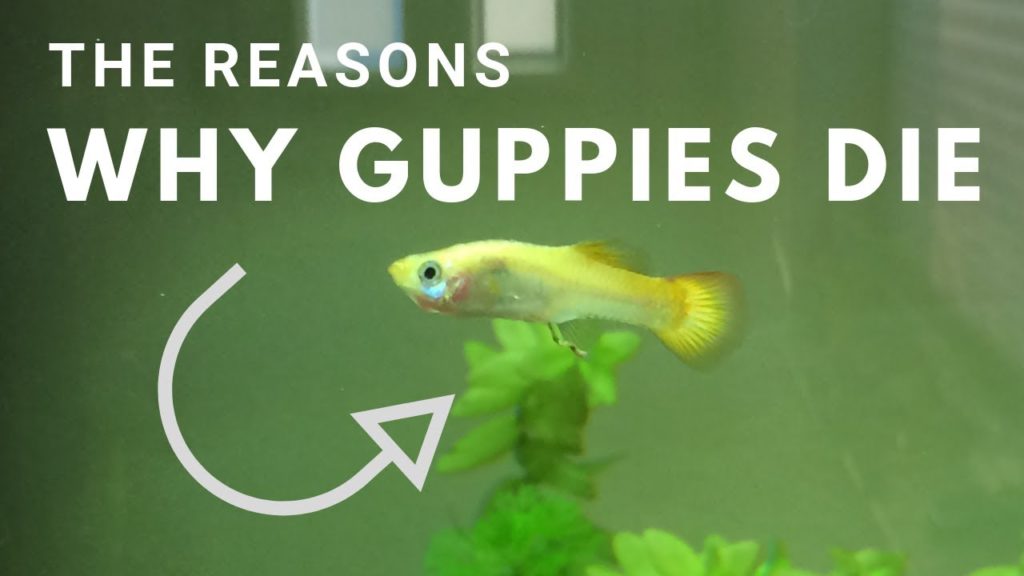 Perché i miei Guppy continuano a morire?