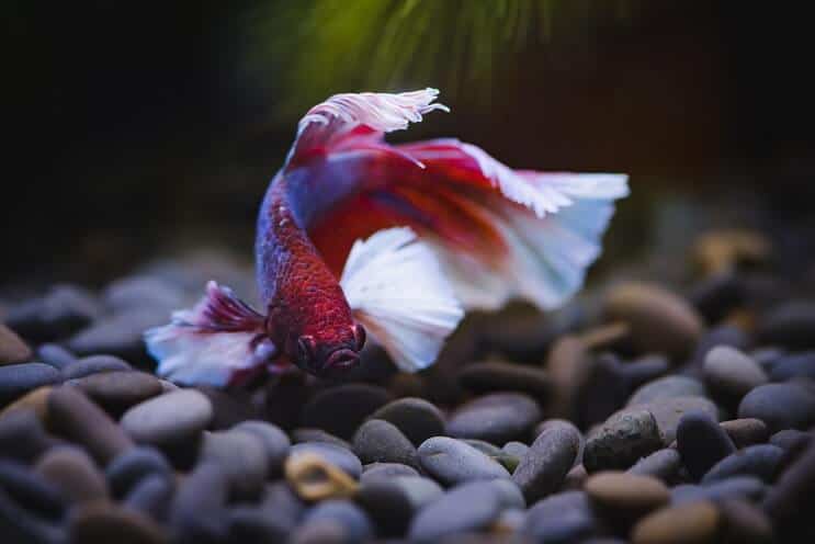 Betta pesce che nuota