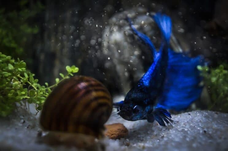 Betta e Snail