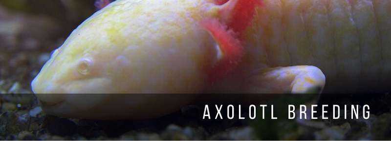 Allevamento Axolotl
