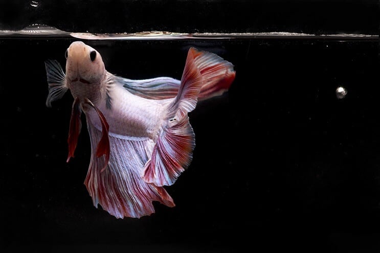 Betta Pesce Mangiare