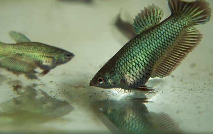 Betta giovanile mangiare pesce