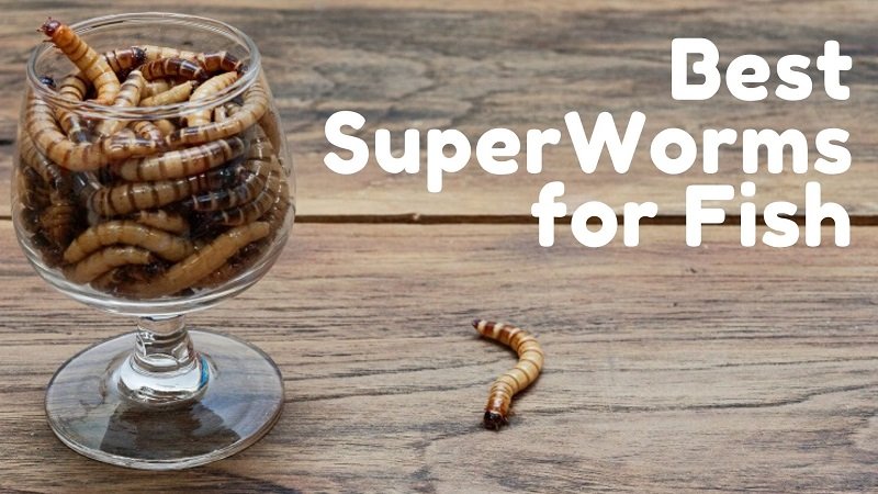 migliori superworm per i pesci