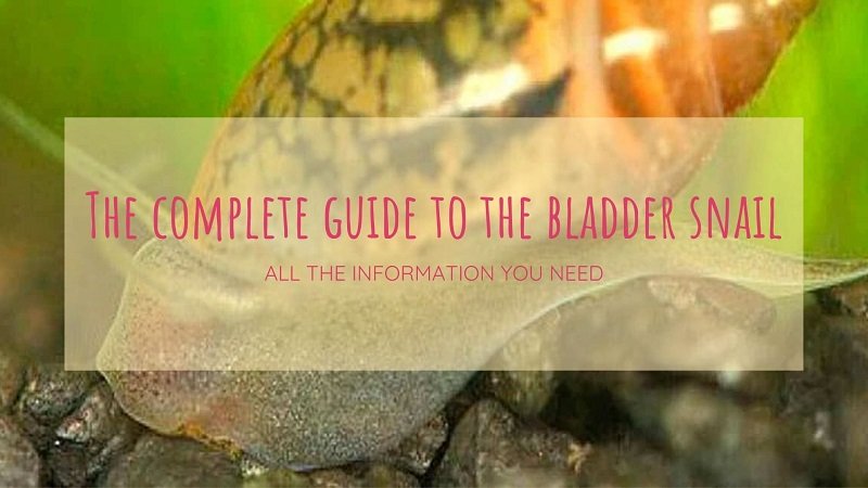Bladder Snail - The Ultimate Care Guide