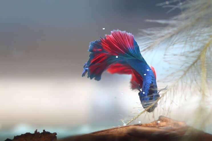 Betta raccogliere le uova