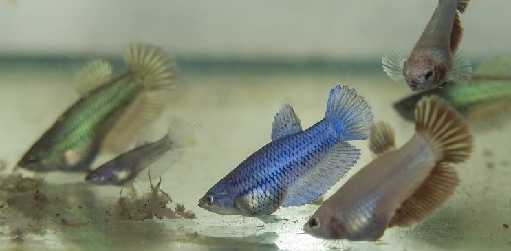 Nutrire Betta Fry
