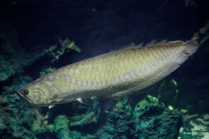 Aspetto Arowana d'argento