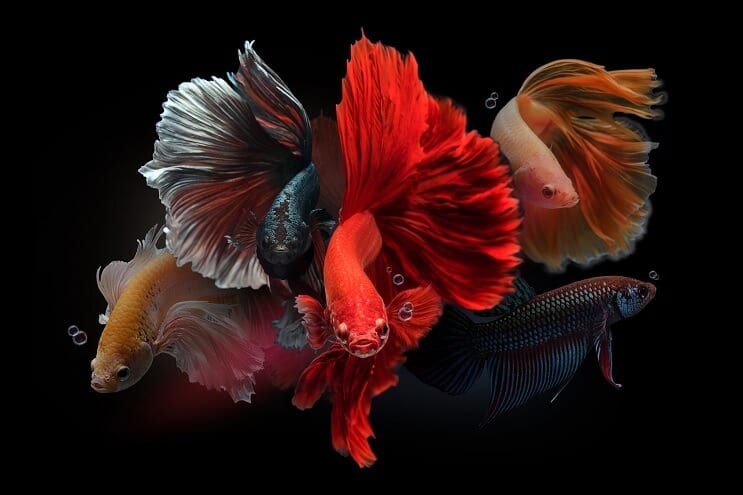 Bettas maschio