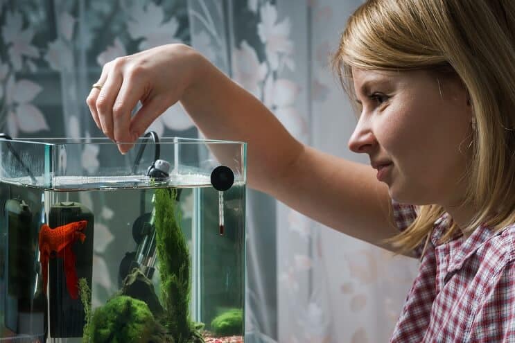 Donne che alimentano Betta