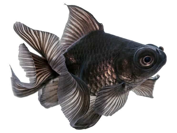 Pesce rosso telescopio nero