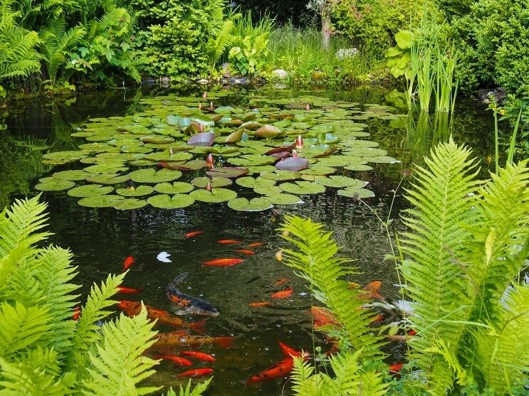 Goldfish e Koi Pond