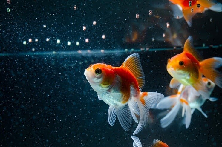 Goldfish mangiare