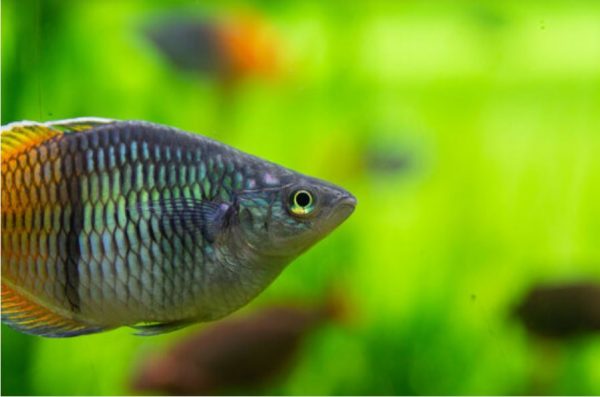 pesce arcobaleno boesman
