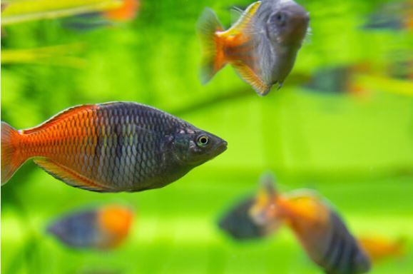 pesce arcobaleno boesman
