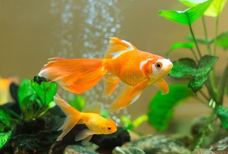 Pesce rosso in un acquario