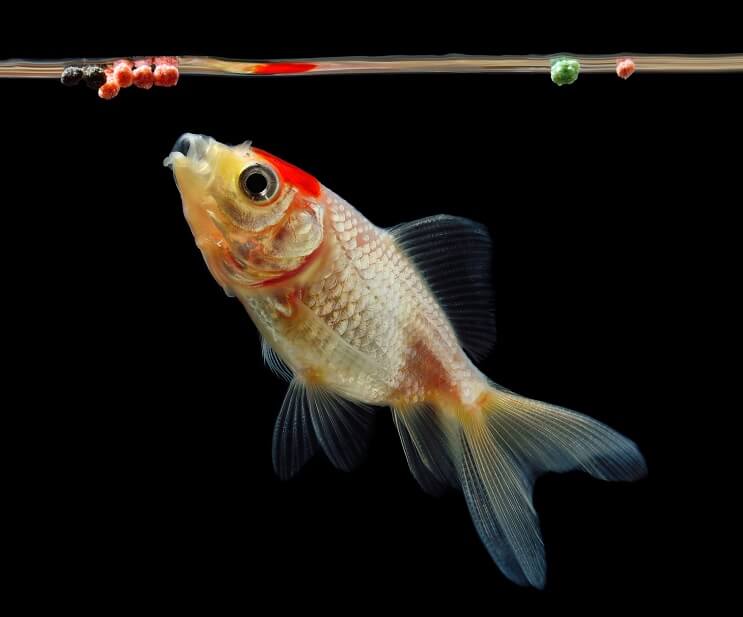 Goldfish mangiare