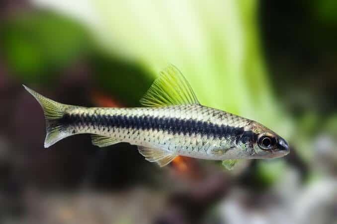 Crossocheilus siamensis Sae mangiatore di alghe pesce, serbatoio di acqua dolce paesaggio, close-up foto, fuoco selettivo