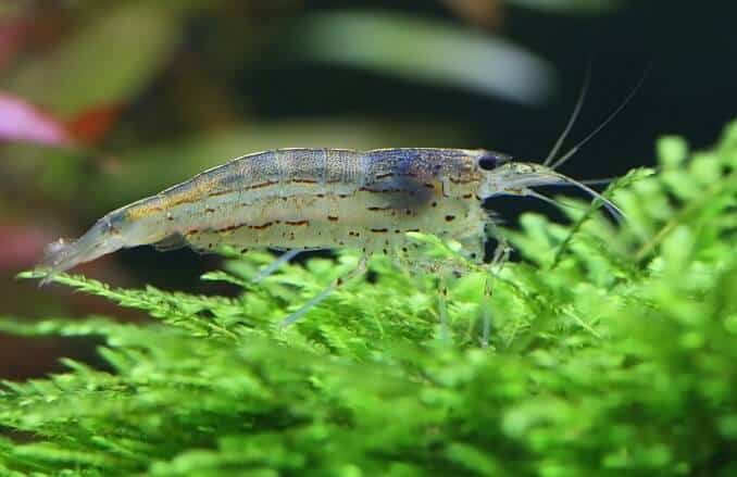 Gamberi Amano