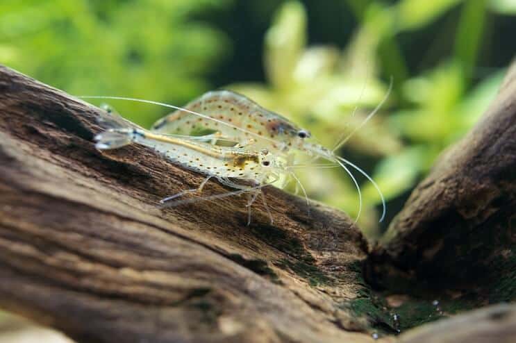 Gamberetti Amano